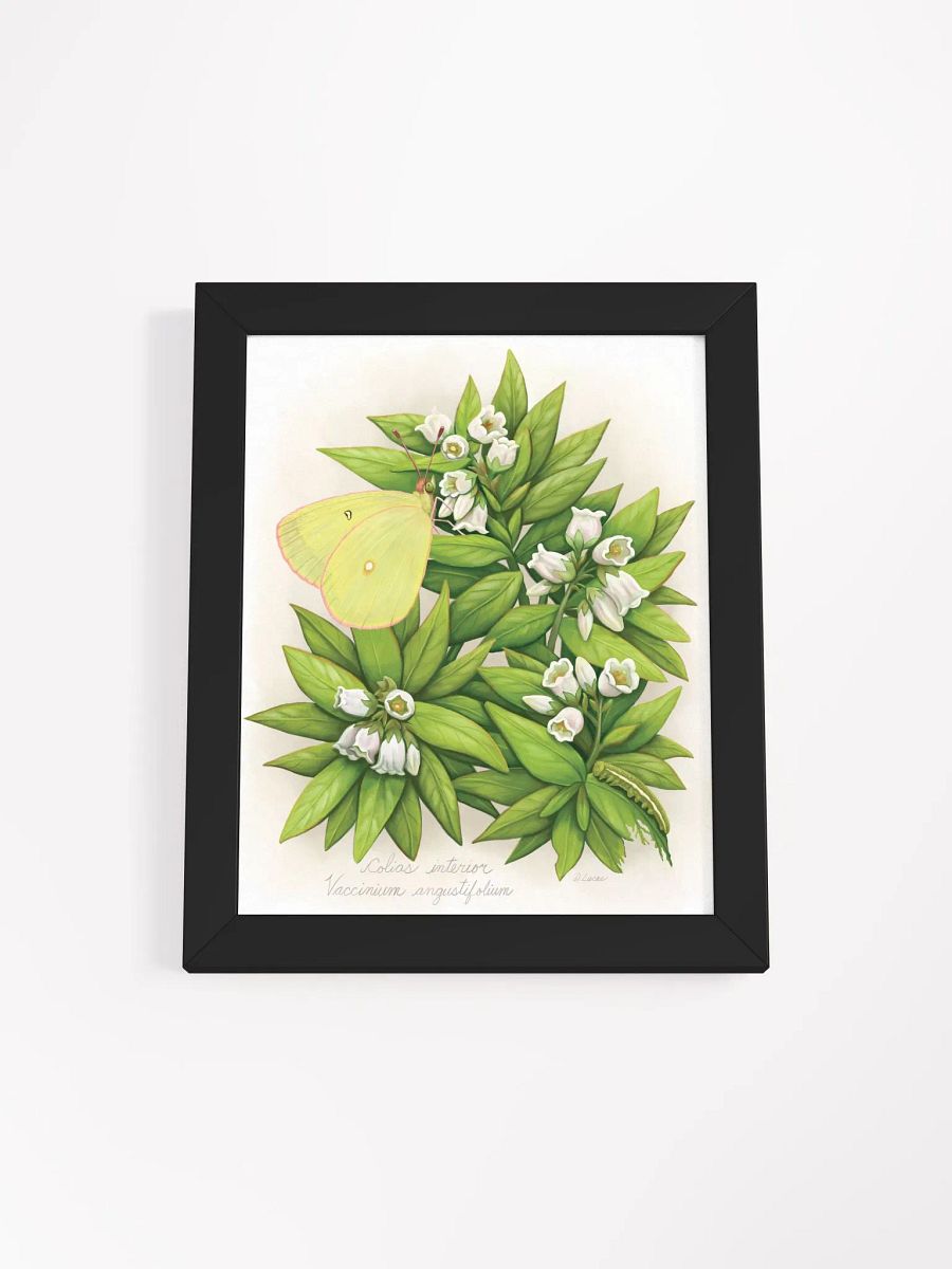 Pink Edged Sulphur Butterfly product image (2)