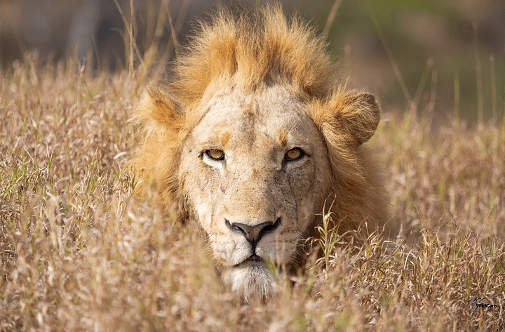Lion in the long grass product image (1)