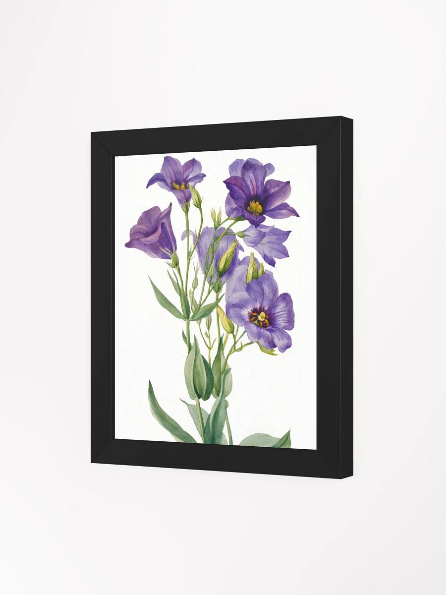 Eustoma Russelianum Wall Art. product image (26)