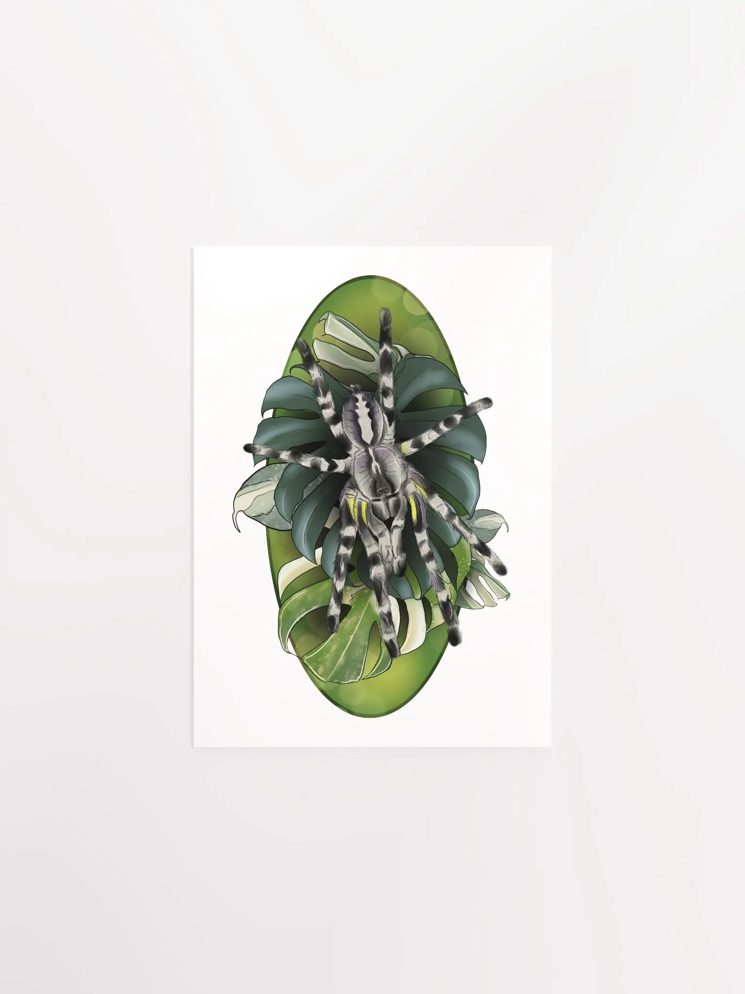 Poecilotheria Regalis and Monstera product image (1)