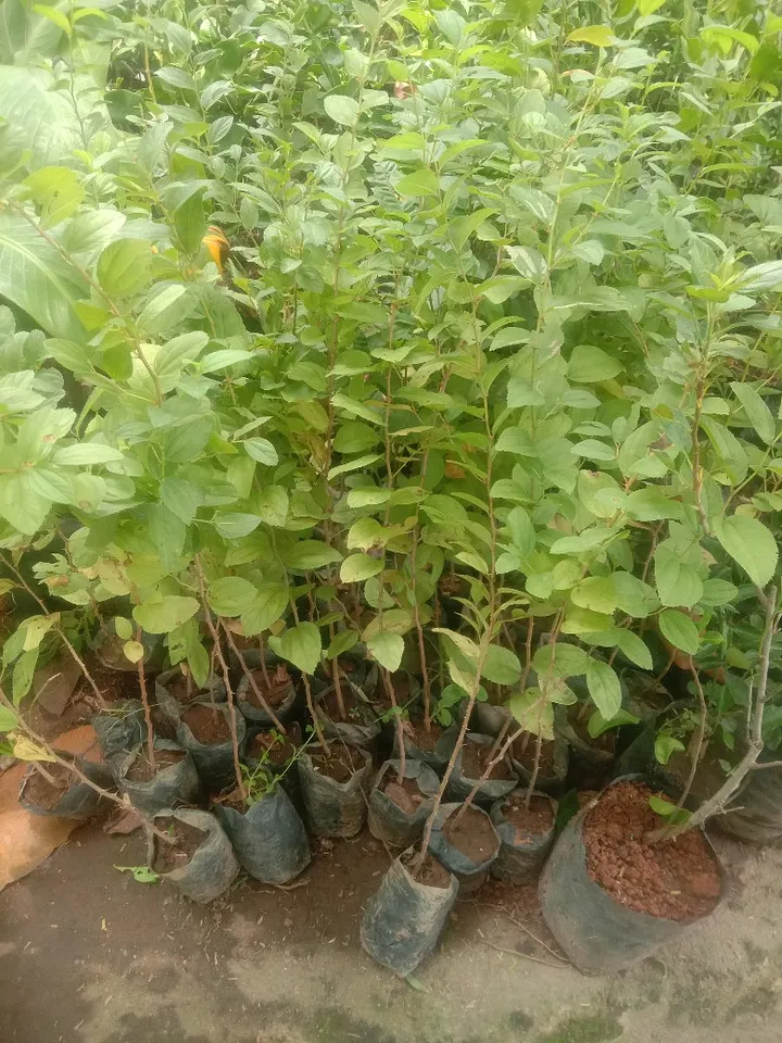 Tanaman daun Bidara arab product image (1)