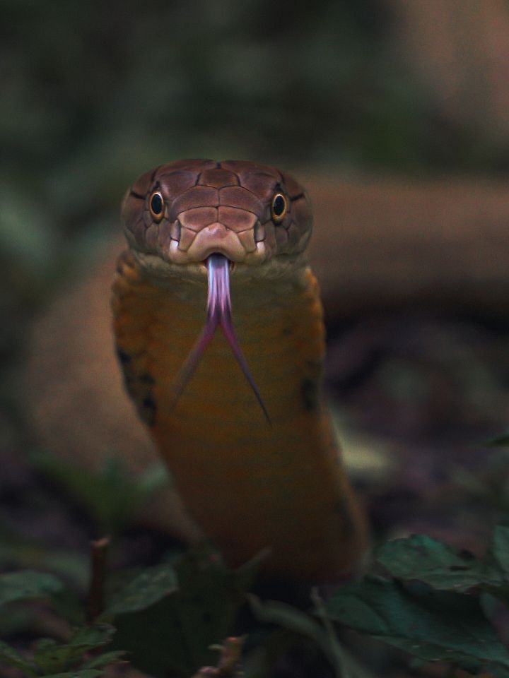 King Cobra product image (1)