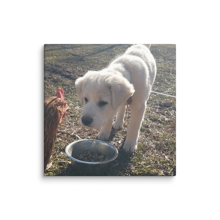 Puppy and Chicken Harmony Canvas product image (11)