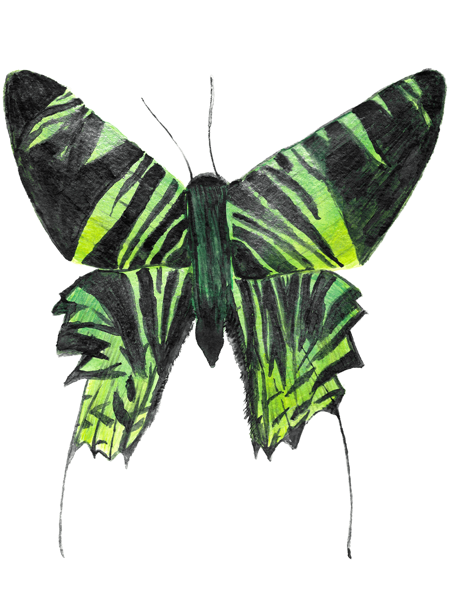 Green Banded Urania Moth product image (5)