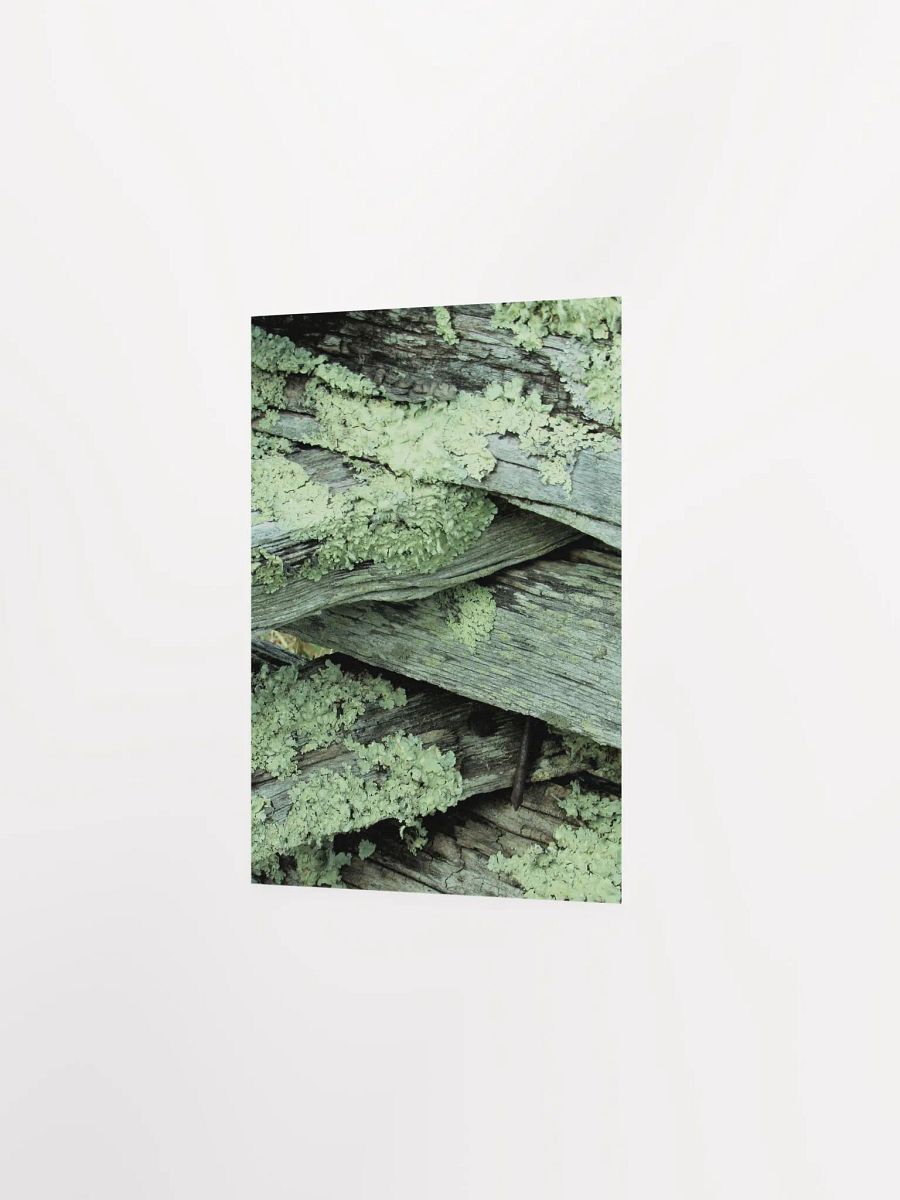 NC Moss product image (16)