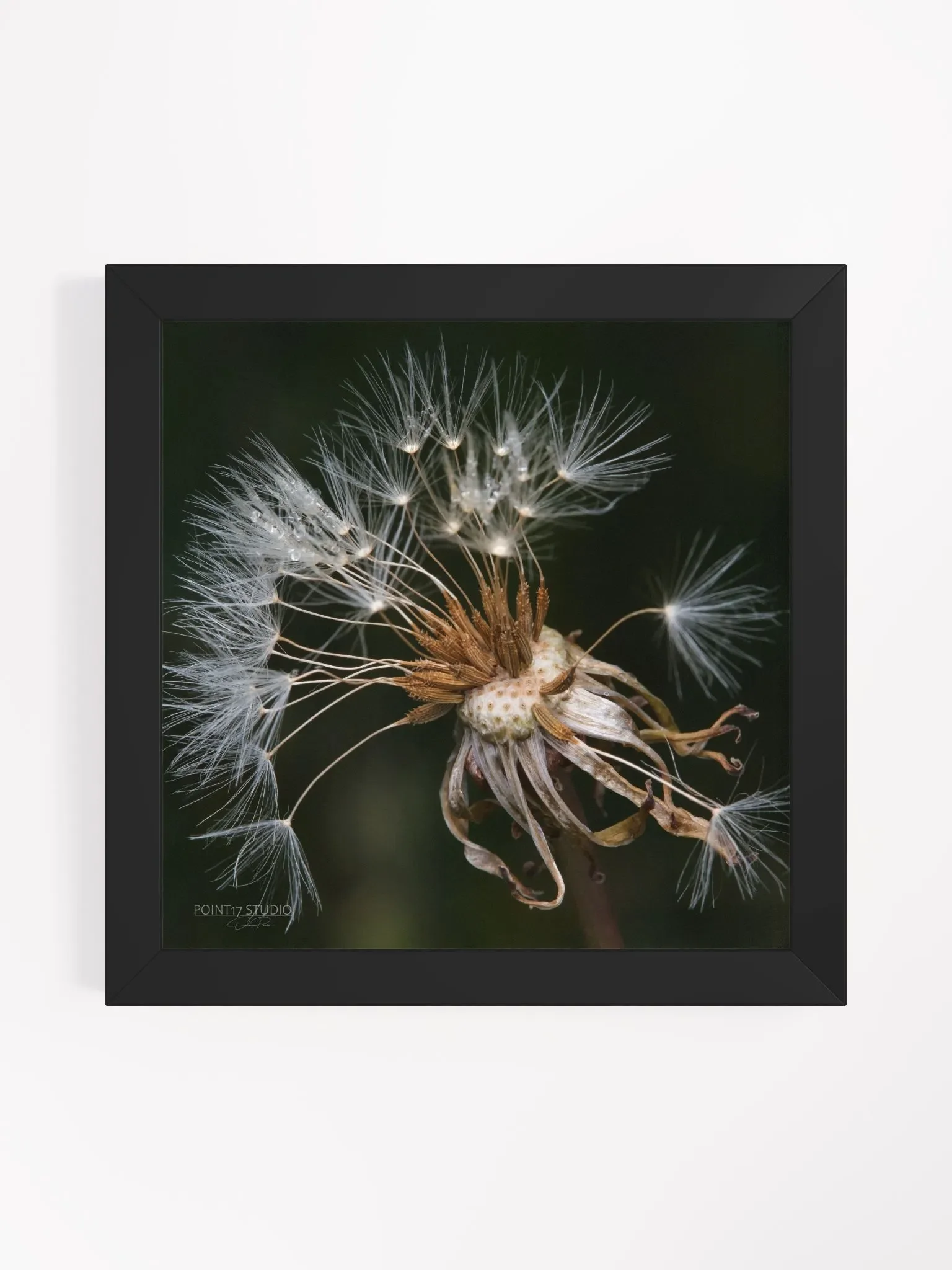 Dandelion #9 - Framed Print product image (1)