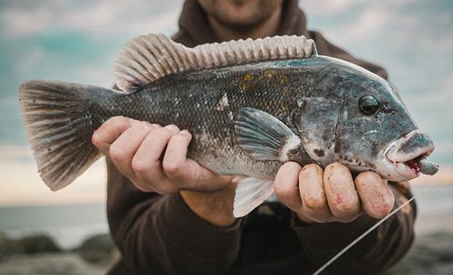 Just posted a new video about my journey up the Jersey coast catching Tautog. It was lots of work editing and putting this to...