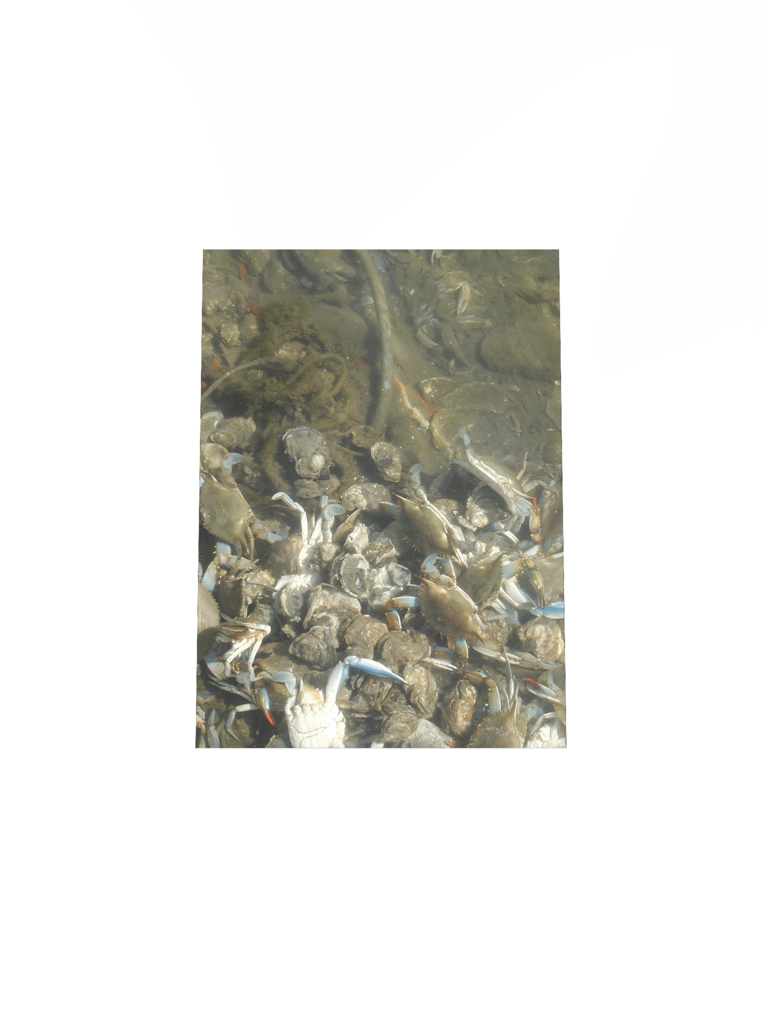 Crab Colony Underwater Matte Poster product image (38)
