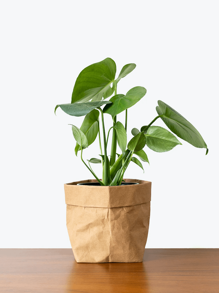 Monstera Deliciosa product image (1)