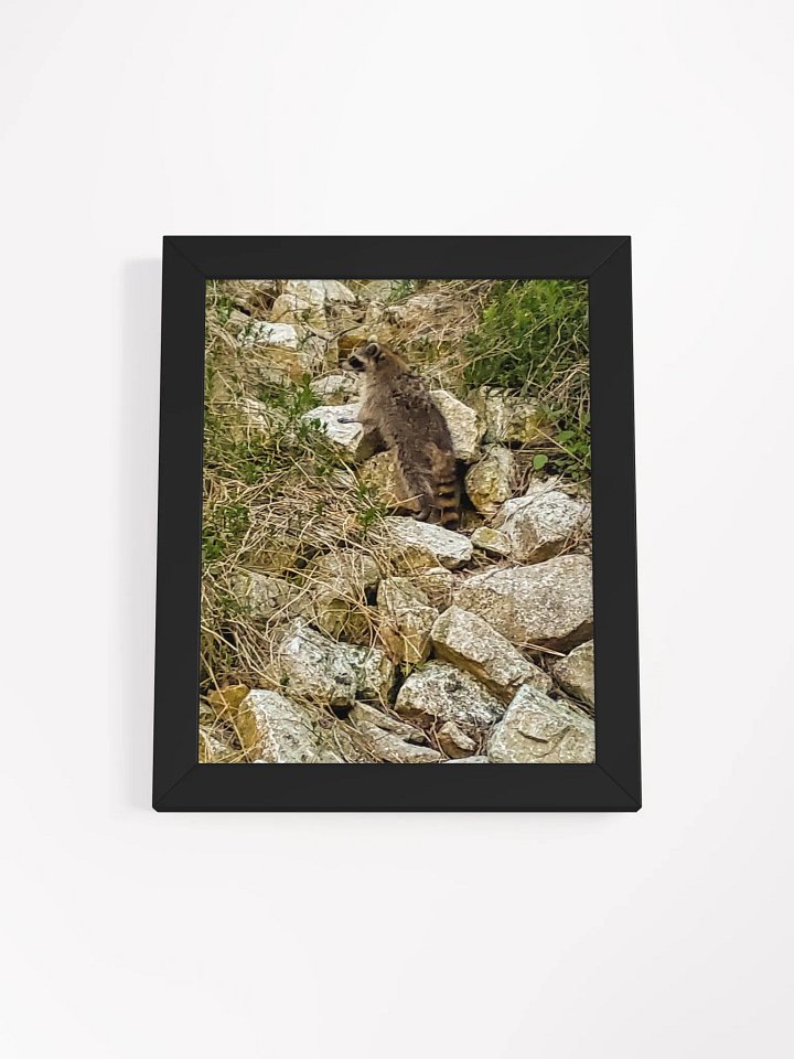 Curious Raccoon Framed Matte Poster product image (1)