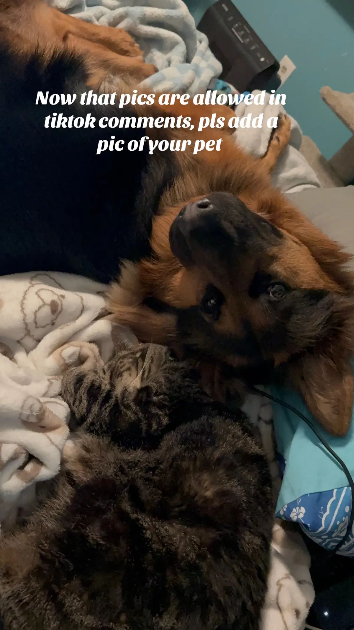 #petsoftiktok #germanshepherd #catsoftiktok #dogsoftiktok 