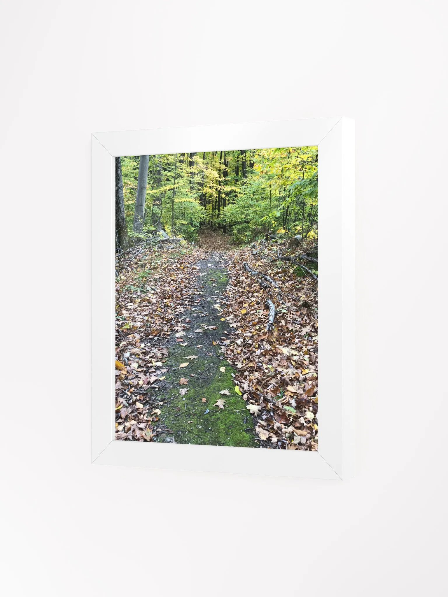 Trail in the Fall High Quality Matte Poster product image (3)