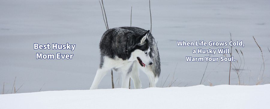 Mug Color In - Blue Eye Siberian Husky in the Snow product image (6)