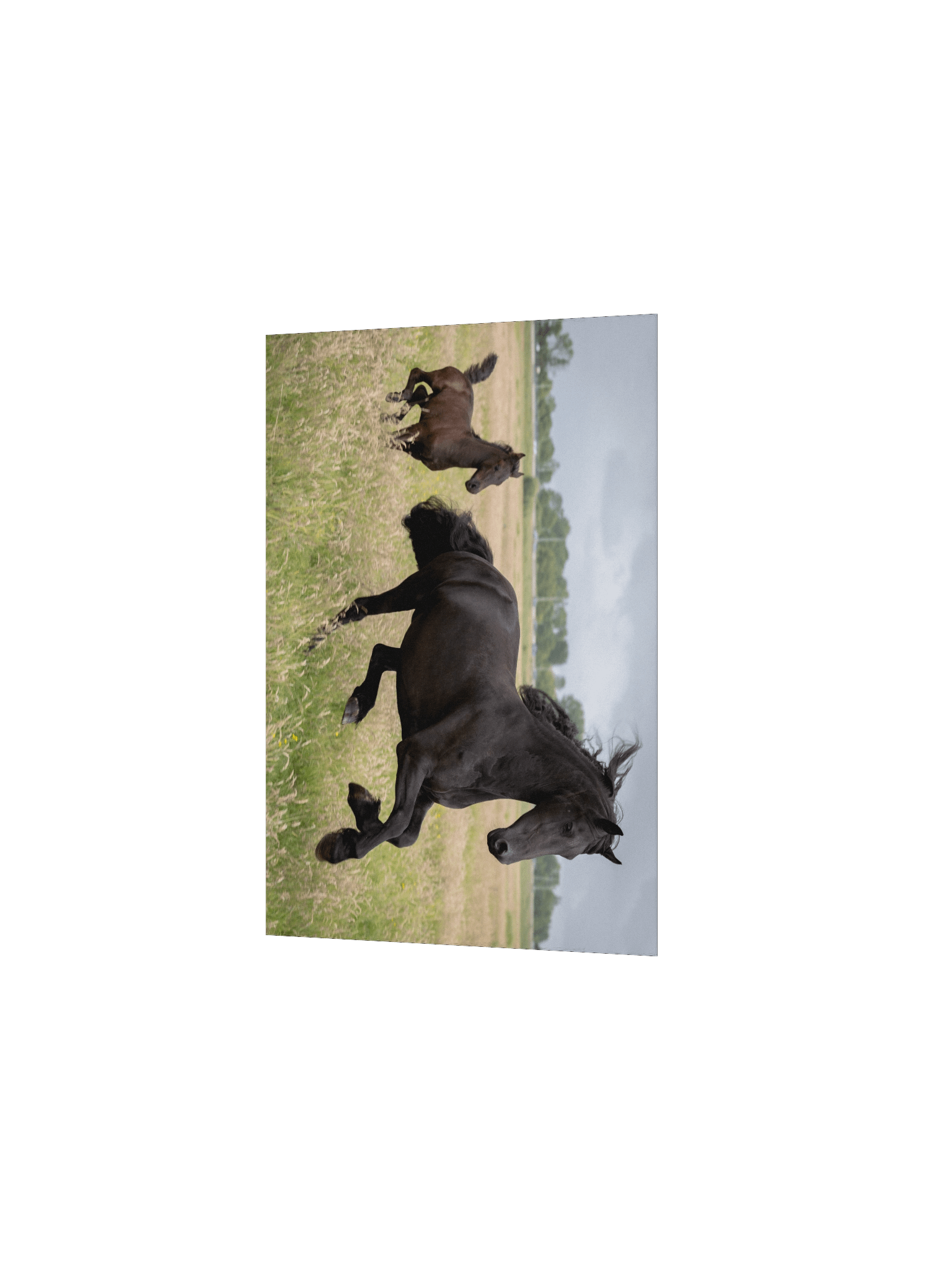 Friesian horses Saly & Elvis product image (3)