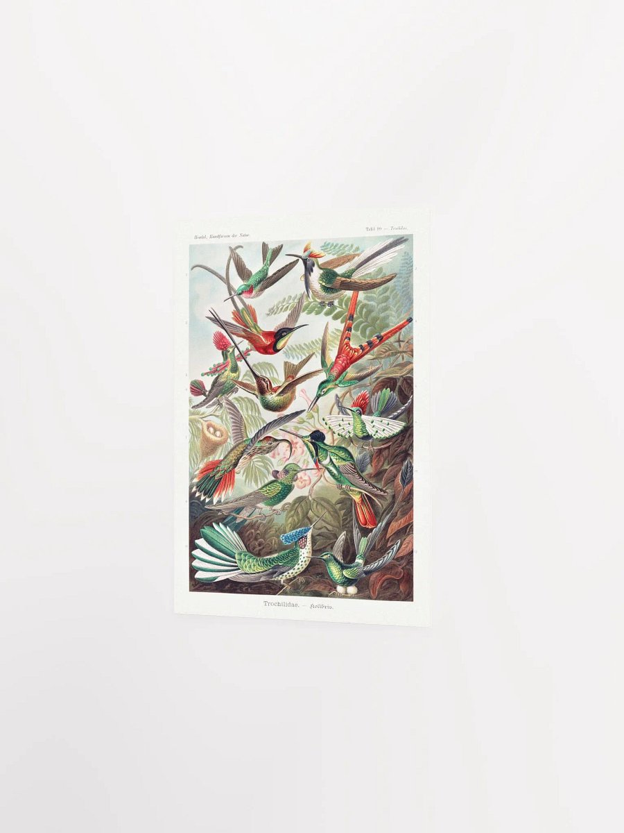 Kolibris product image (9)