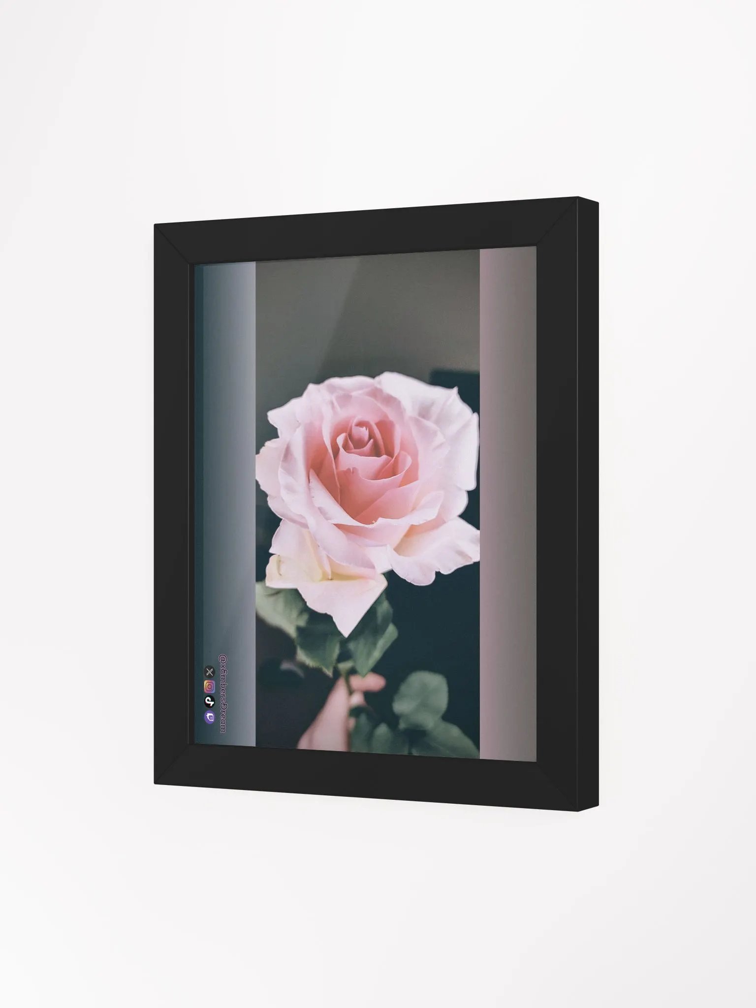 Elegant Rose Photography Print product image (3)