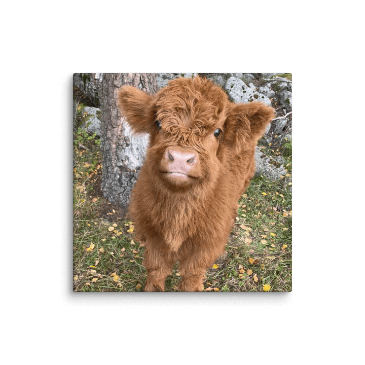 Highland Calf Canvas Collection product image (1)