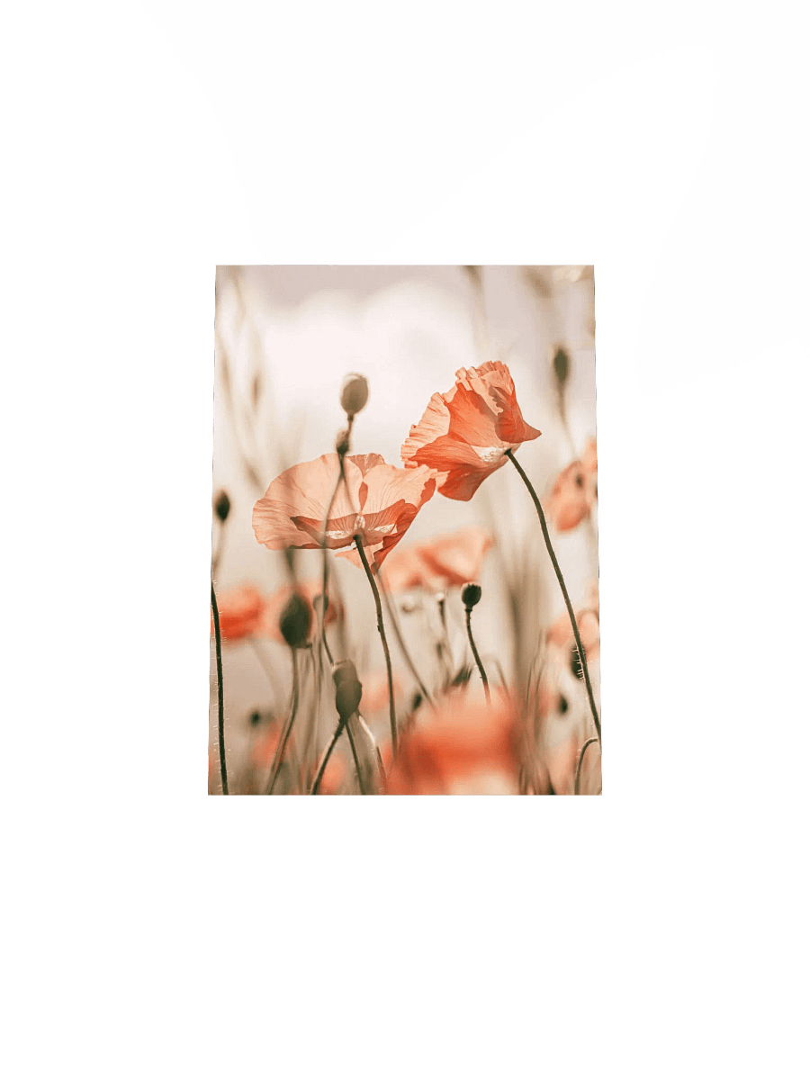 Translucent Poppy Whispers Poster product image (49)