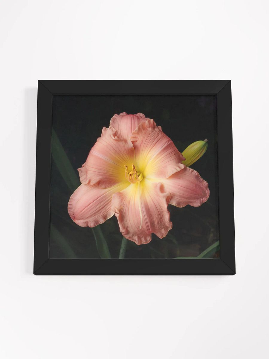 Blushing Beauty Daylily product image (3)