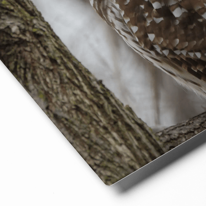 Limited edition metal print: Barred Owl in the woods product image (2)