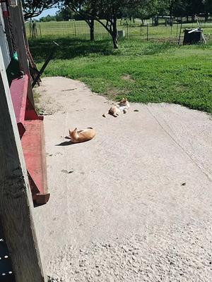 Laying in the sun #cats #rurallifestyle #animals 