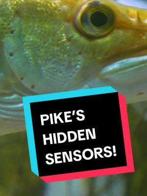 Why Pike Have Holes in their Face!  #fishing #pikefishing #lurefishing #fishingtiktoks 