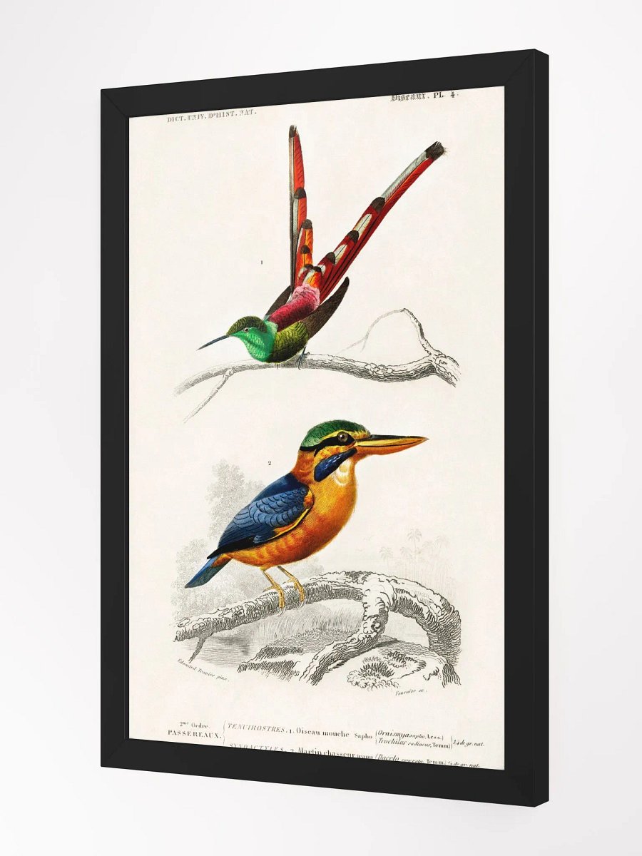 Different types of birds product image (4)