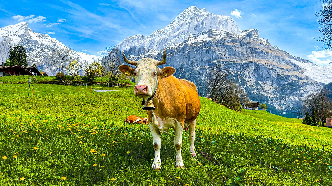 https://themes.fourthwall.com/themes/assets/8160939d-e64a-43c7-9daa-5b2f3e224930/assets/image-1719175701-image-d165d4c6671cd824456f69e98ca3b9a1f995d7cae891a051a51963cac7227ffc.jpg