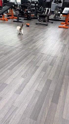 Ruby is the kitten I decided to keep