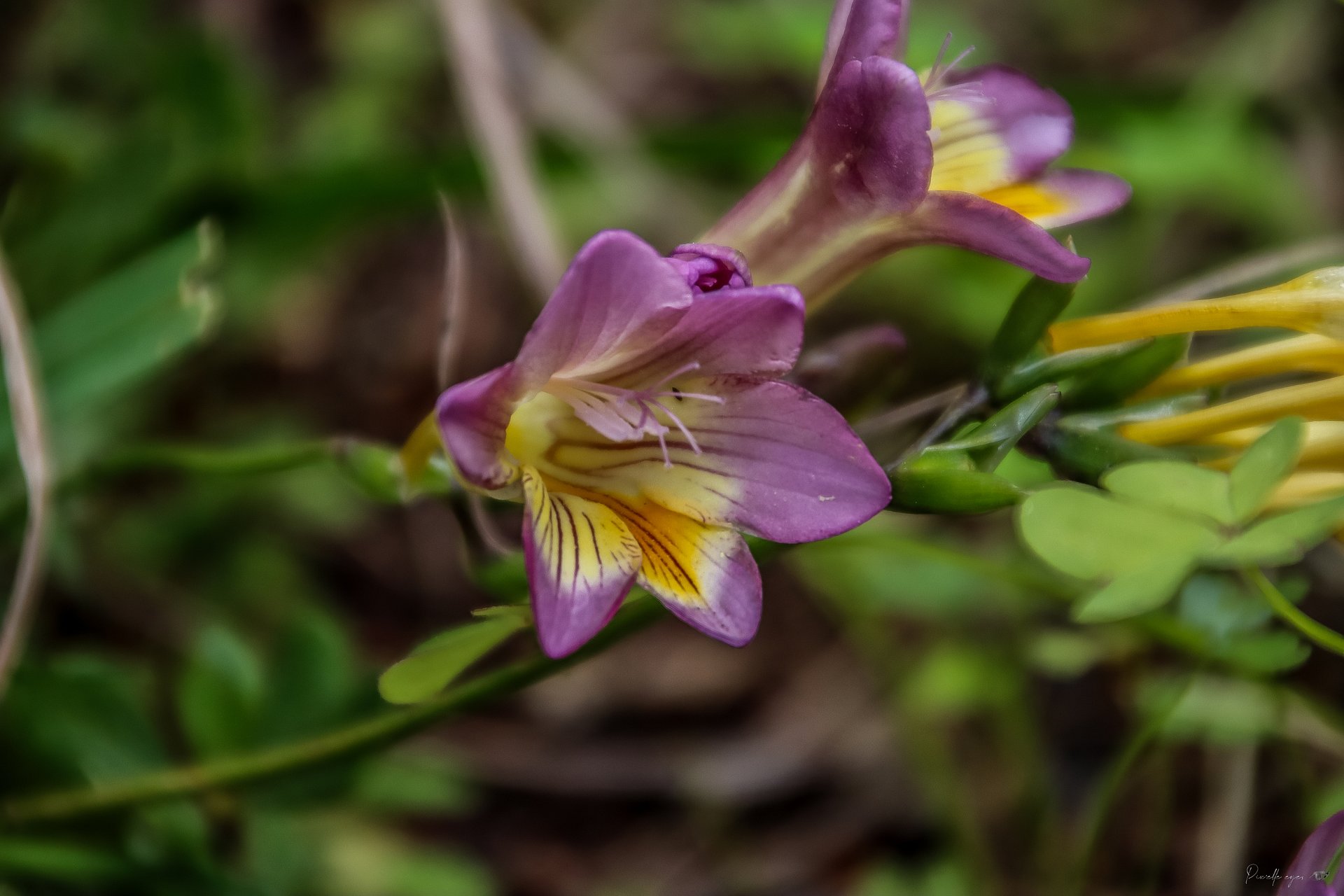 🌸 Fine Art – The Whisper of the Freesia product image (1)