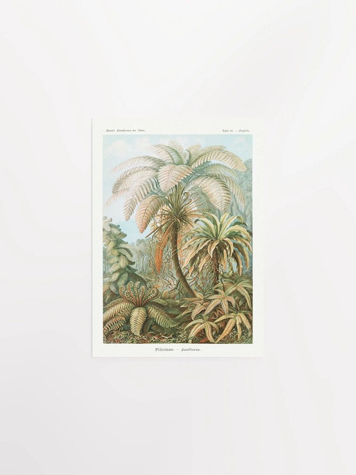 Filicinae–Laubfarne product image (3)