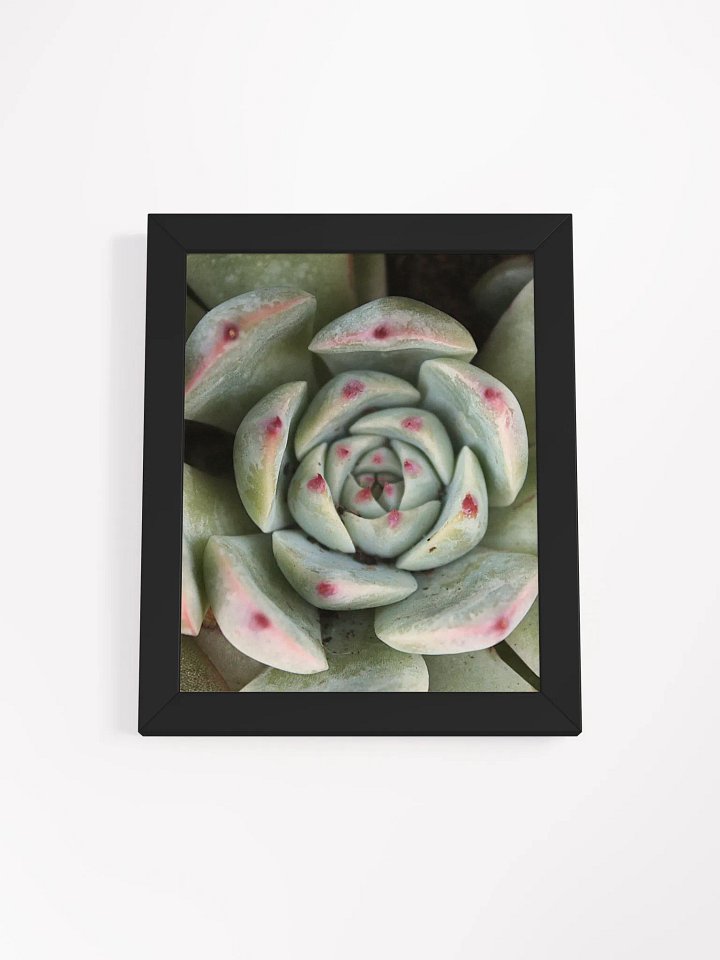 Red Tipped Succulent Framed Print product image (1)
