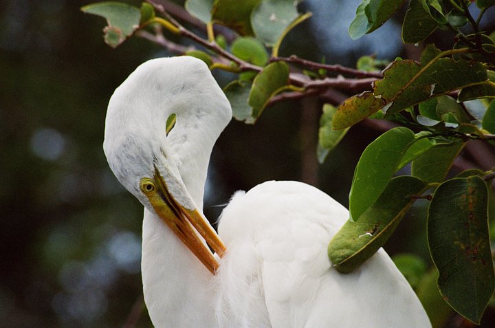 Egret Archival Print product image (1)