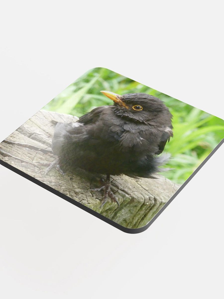 Glossed Cork Coaster - The common blackbird #2 product image (4)