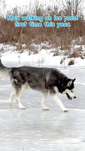 Lure Max to walk on ice pond first time this year. #iphone15promax #gopro11 #firstsnow2024 #instagram #husky #fairytale #fory...