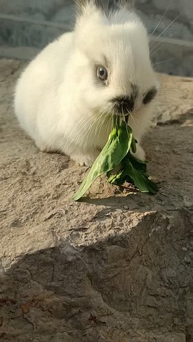 cute rabbit #rabbit #pet #pets #rabbits #petlovers