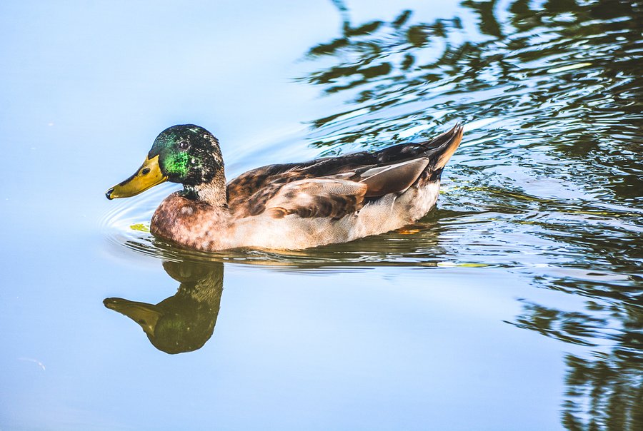 Derek Daniel Dax Doris the Duck product image (2)