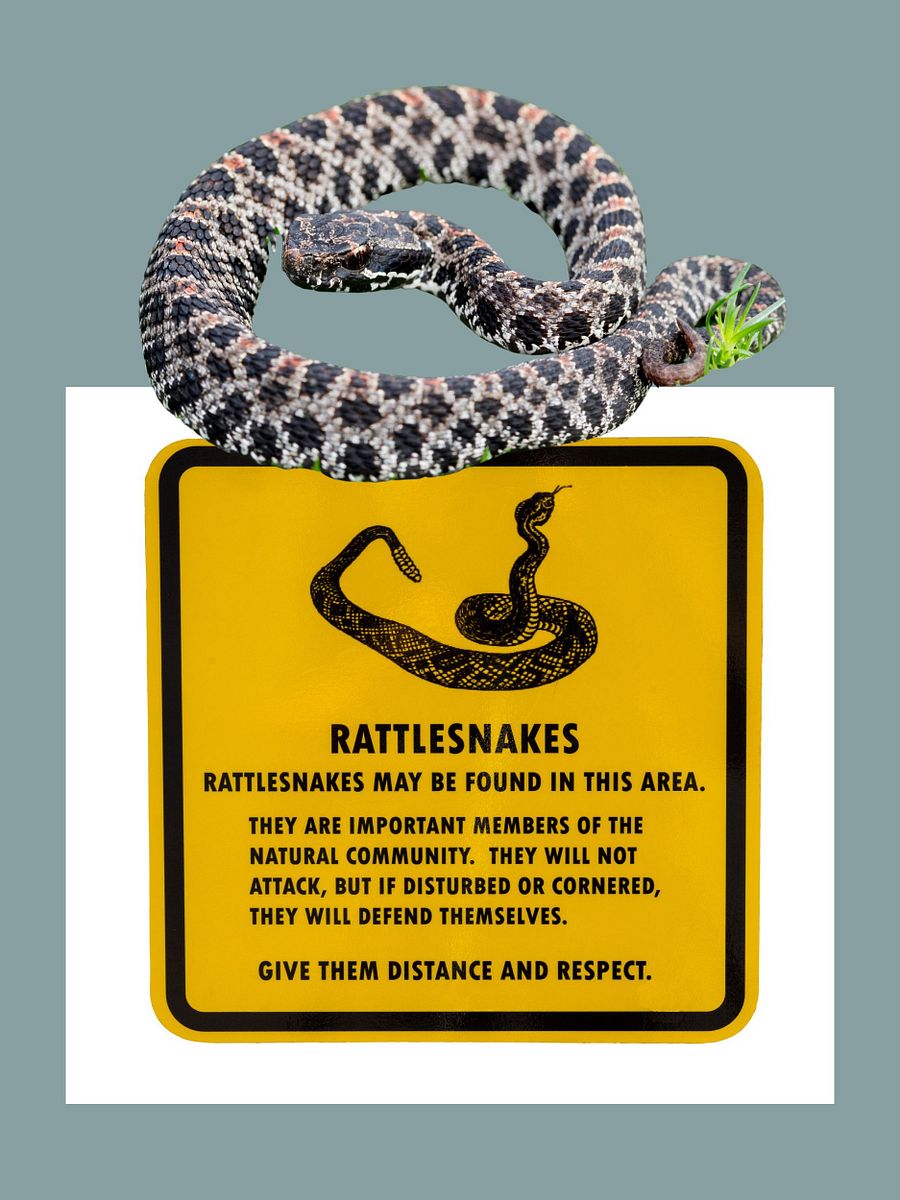 Top 20 of the most venomous Snakes Worldwide product image (10)