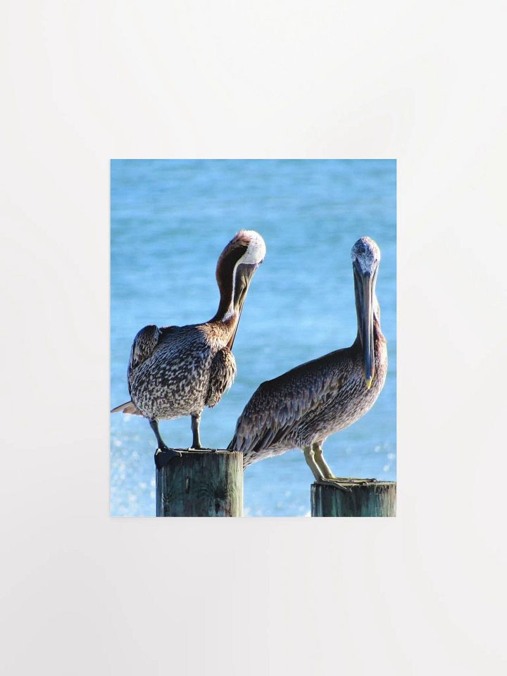 Pelicans product image (8)