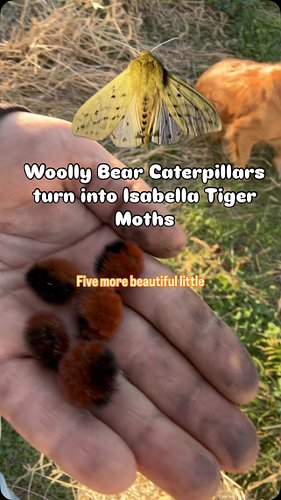 If the brown band of the #woollybear #caterpillar is wide then we should have a mild winter, if it is narrow then we will hav...
