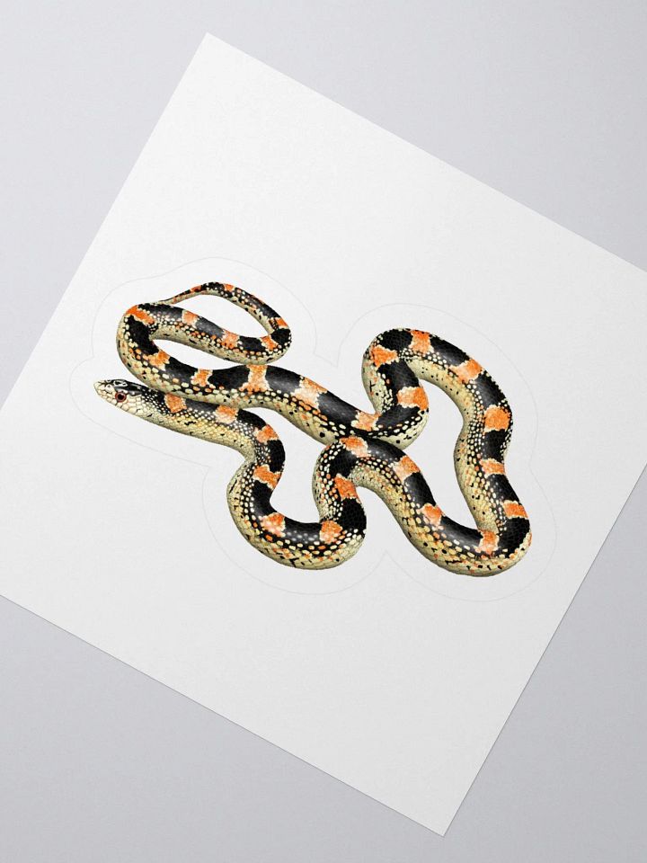 Die-Cut Sticker – Longnosed Snake Lecontei Phase product image (2)