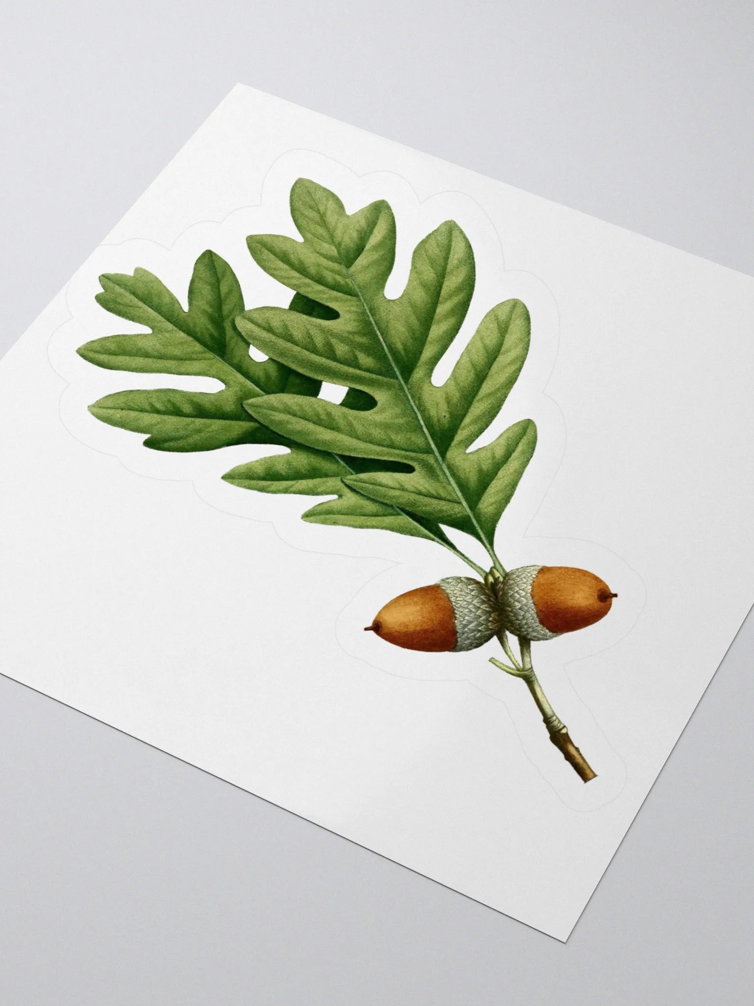 White Oak Sticker product image (3)
