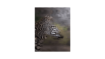 ZEBRA 08 - Gratuity Donor