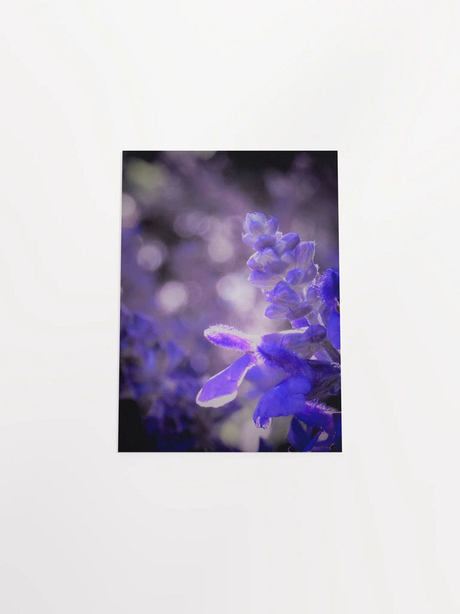 Wisteria 4 product image (50)