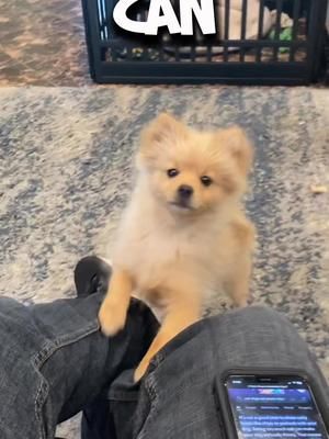 Can dogs eat potato chips? #pomeranian #funnydog #cutepets #foodie #funnyanimals 