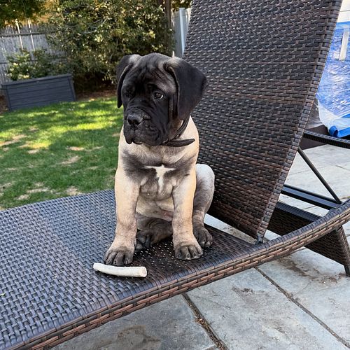 SHAD😈W

🐾 
🐾
🐾
🐾
🐾
#mastiff #mastiffsofinstagram #mastiffgram #mastiffs #bullmastiff #bullmastiffs #bullmastiffsofinstagram #...