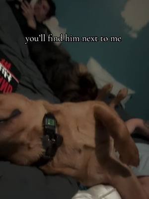 lolol had to post Kya’s cousin Moose 🫎 🥹 #labrador #clingydog #dogsoftiktok 