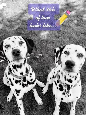 Double Dalmatian Trouble 🖤🤍#drawing #dogs #love