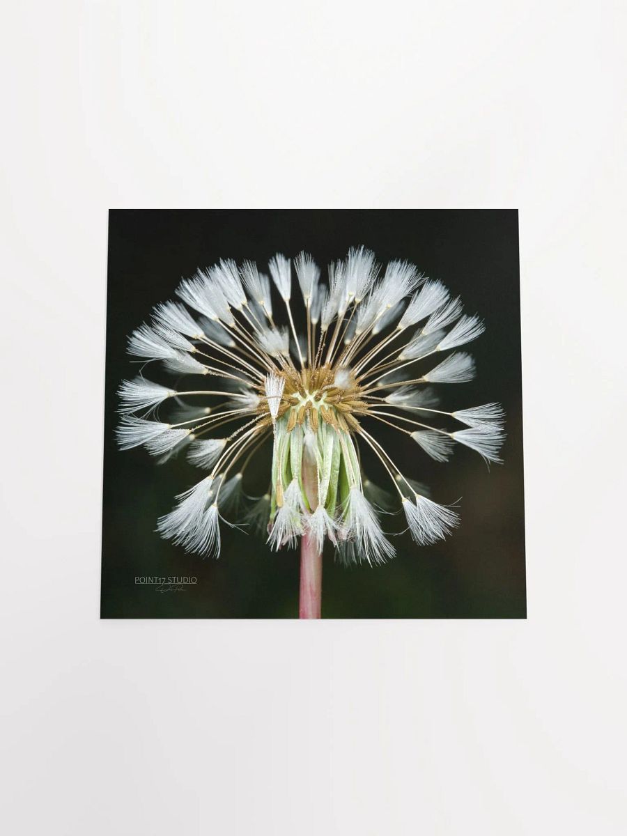 Dandelion #11 - Print product image (10)