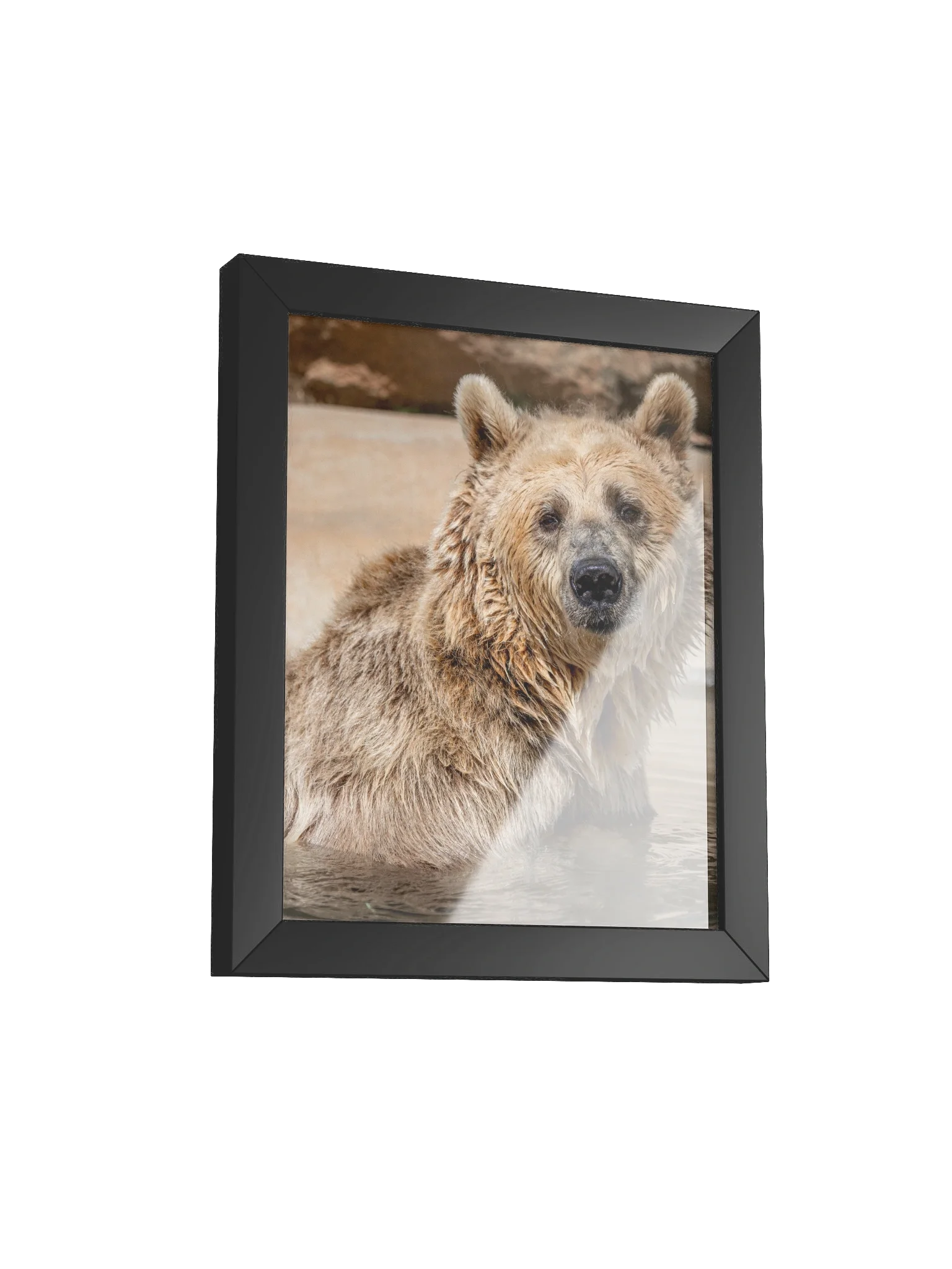 Cherry Bomb the Grizzly Portrait Photo product image (2)